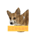 りん犬！マリッ（個別スタンプ：7）