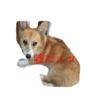 りん犬！マリッ（個別スタンプ：8）