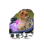 ポメラニアン 桃きな（個別スタンプ：3）