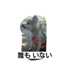 ポメラニアン 桃きな（個別スタンプ：5）