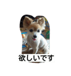 ポメラニアン 桃きな（個別スタンプ：6）