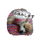ポメラニアン 桃きな（個別スタンプ：7）