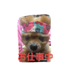ポメラニアン 桃きな（個別スタンプ：8）