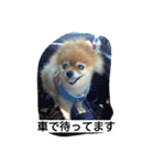 ポメラニアン 桃きな（個別スタンプ：11）