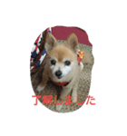 ポメラニアン 桃きな（個別スタンプ：14）