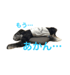 ミニチュアシュナウザー（アイク）（個別スタンプ：2）