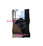 ミニチュアシュナウザー（アイク）（個別スタンプ：4）