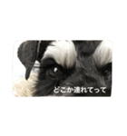 ミニチュアシュナウザー（アイク）（個別スタンプ：5）
