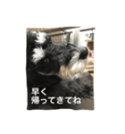 ミニチュアシュナウザー（アイク）（個別スタンプ：8）