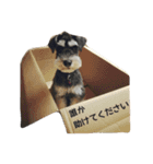ミニチュアシュナウザー（アイク）（個別スタンプ：9）