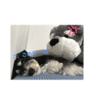 ミニチュアシュナウザー（アイク）（個別スタンプ：11）