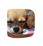 チワワのバンビと小春（個別スタンプ：1）