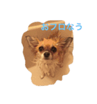 チワワのバンビと小春（個別スタンプ：3）