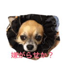 チワワのバンビと小春（個別スタンプ：5）