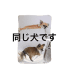 チワワのバンビと小春（個別スタンプ：7）