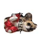 チワワのバンビと小春（個別スタンプ：13）