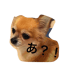 チワワのバンビと小春（個別スタンプ：18）