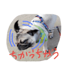 パグのゴン（個別スタンプ：2）