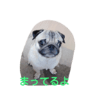 パグのゴン（個別スタンプ：4）
