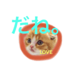肉球♡LOVE  5  可愛い猫たん（個別スタンプ：5）