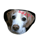 BEAGLE's（個別スタンプ：1）