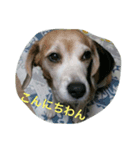 BEAGLE's（個別スタンプ：2）