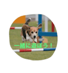 BEAGLE's（個別スタンプ：3）