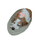 BEAGLE's（個別スタンプ：5）