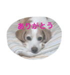 BEAGLE's（個別スタンプ：6）