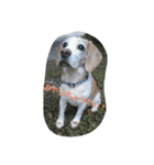BEAGLE's（個別スタンプ：8）