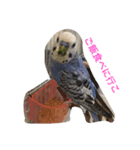 インコのドラちゃん（個別スタンプ：2）