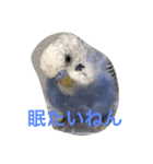 インコのドラちゃん（個別スタンプ：3）