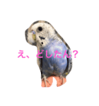 インコのドラちゃん（個別スタンプ：4）