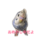 インコのドラちゃん（個別スタンプ：5）