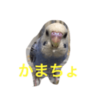 インコのドラちゃん（個別スタンプ：6）