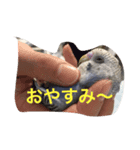 インコのドラちゃん（個別スタンプ：7）