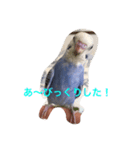 インコのドラちゃん（個別スタンプ：8）