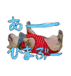 フレブル姉妹(ぶちゃりーず)（個別スタンプ：14）