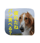 怒タヌキと弟たち（個別スタンプ：2）