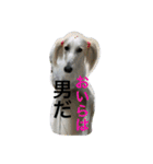 怒タヌキと弟たち（個別スタンプ：6）