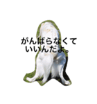 怒タヌキと弟たち（個別スタンプ：8）