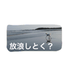 怒タヌキと弟たち（個別スタンプ：10）