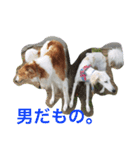 怒タヌキと弟たち（個別スタンプ：12）