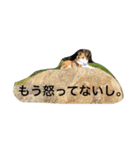 怒タヌキと弟たち（個別スタンプ：13）
