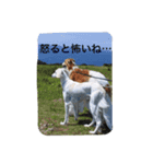怒タヌキと弟たち（個別スタンプ：14）