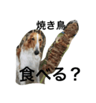 怒タヌキと弟たち（個別スタンプ：16）