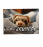フェレット中毒者が作る鼬スタンプ（個別スタンプ：1）