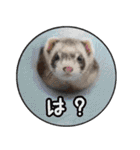 フェレット中毒者が作る鼬スタンプ（個別スタンプ：9）
