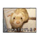 フェレット中毒者が作る鼬スタンプ（個別スタンプ：18）