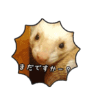 フェレット中毒者が作る鼬スタンプ（個別スタンプ：21）
